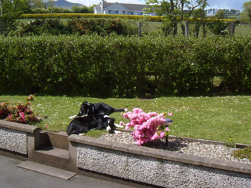 Bed and Breakfast Garron View Cushendall Exterior foto