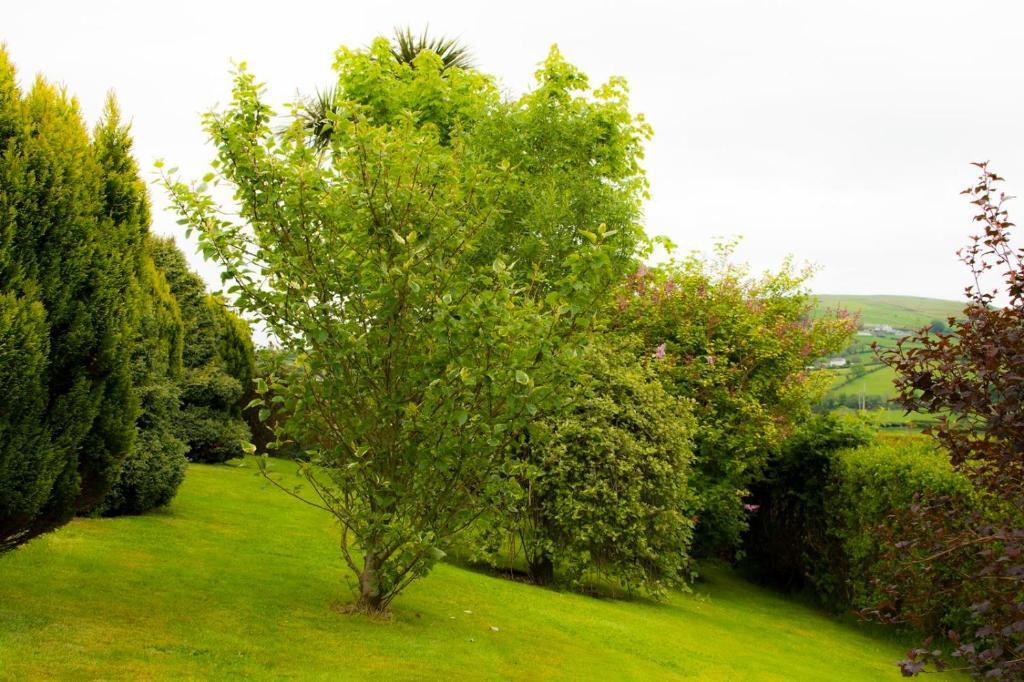 Bed and Breakfast Garron View Cushendall Exterior foto